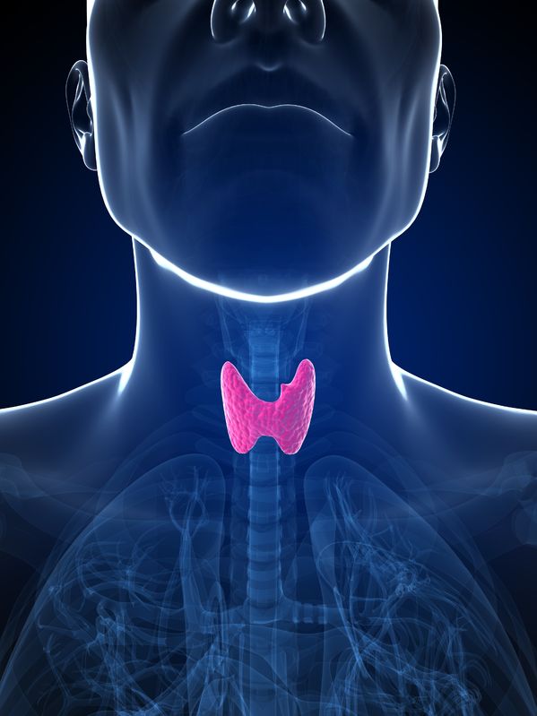 Thyroid stimulatory effect